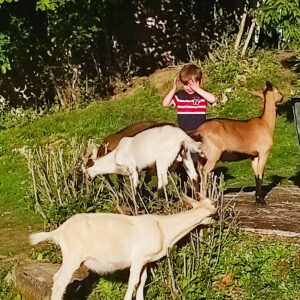 les chèvres de notre parc animalier